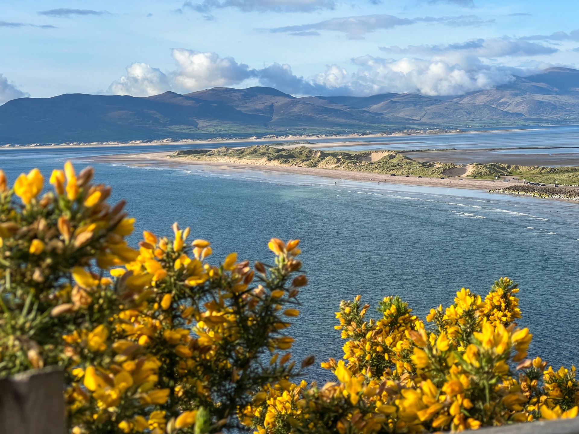 Vista dall’alto su Rossbeigh Beach con fiori gialli in primo piano