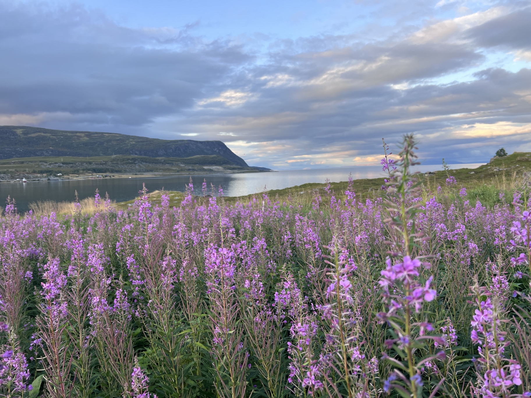 Fiori rosa selvatici davanti a un fiordo nel nord della Norvegia