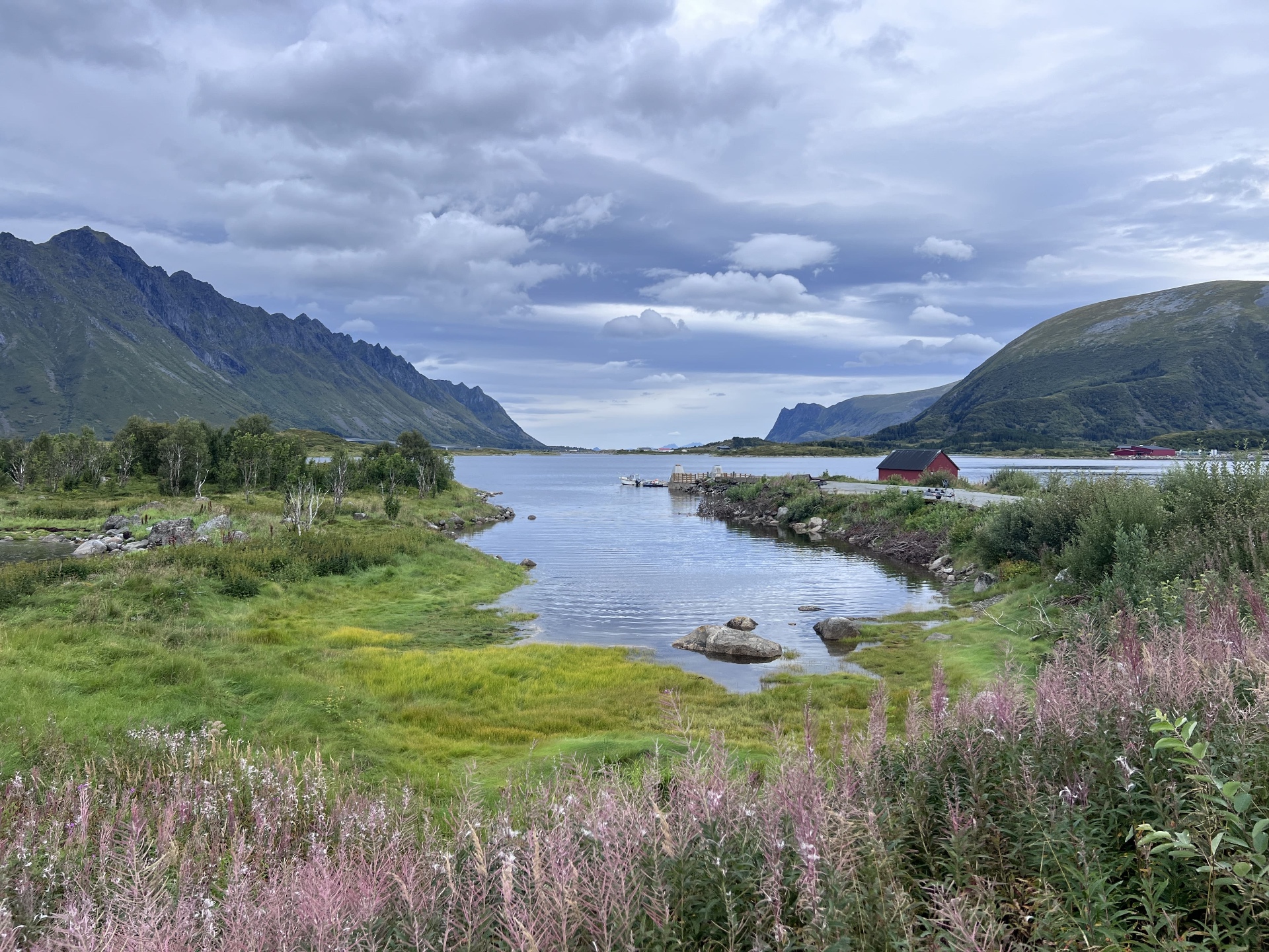 Fiordo delle Lofoten con fiori rosa
