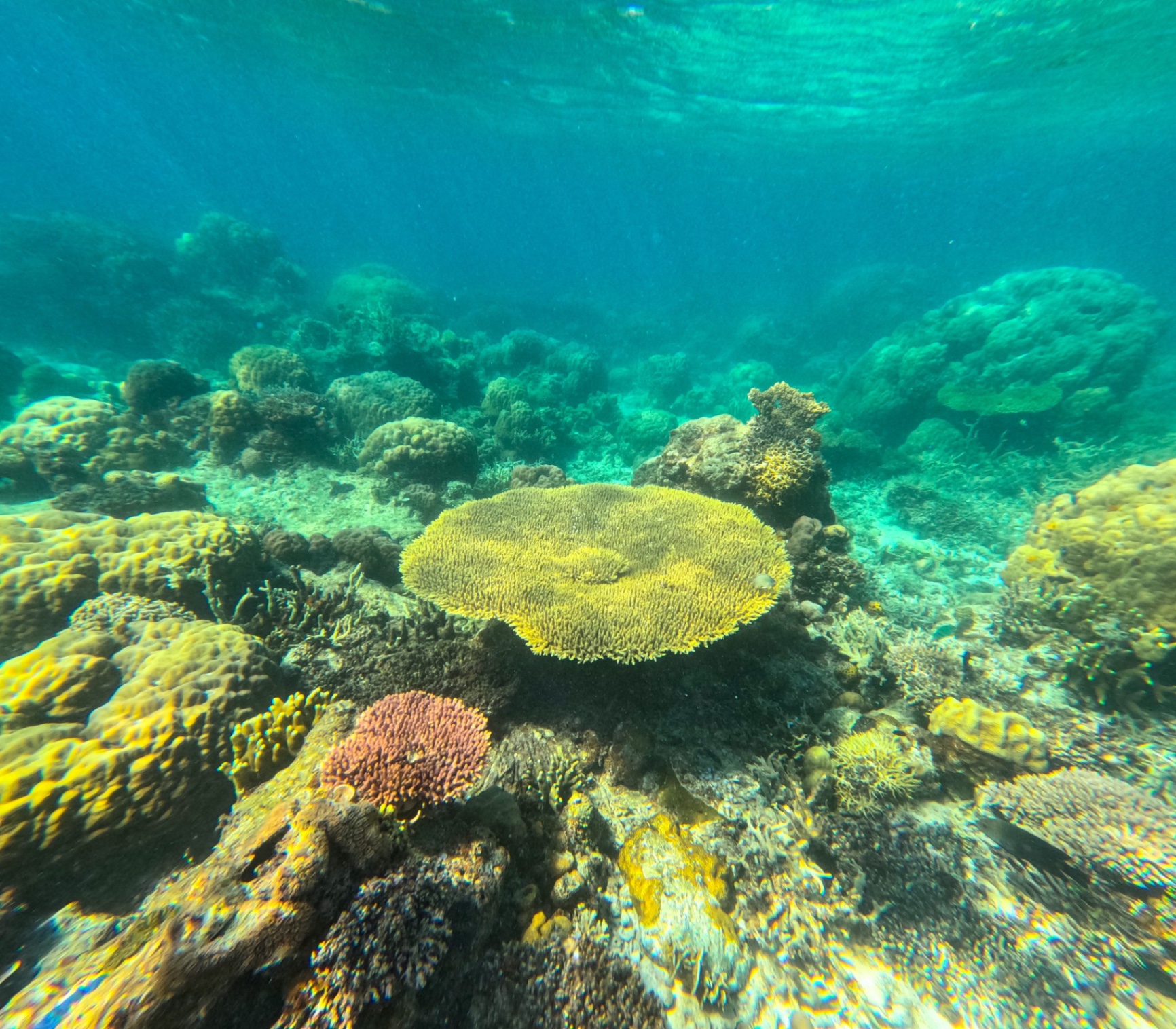Snorkeling nelle Filippine