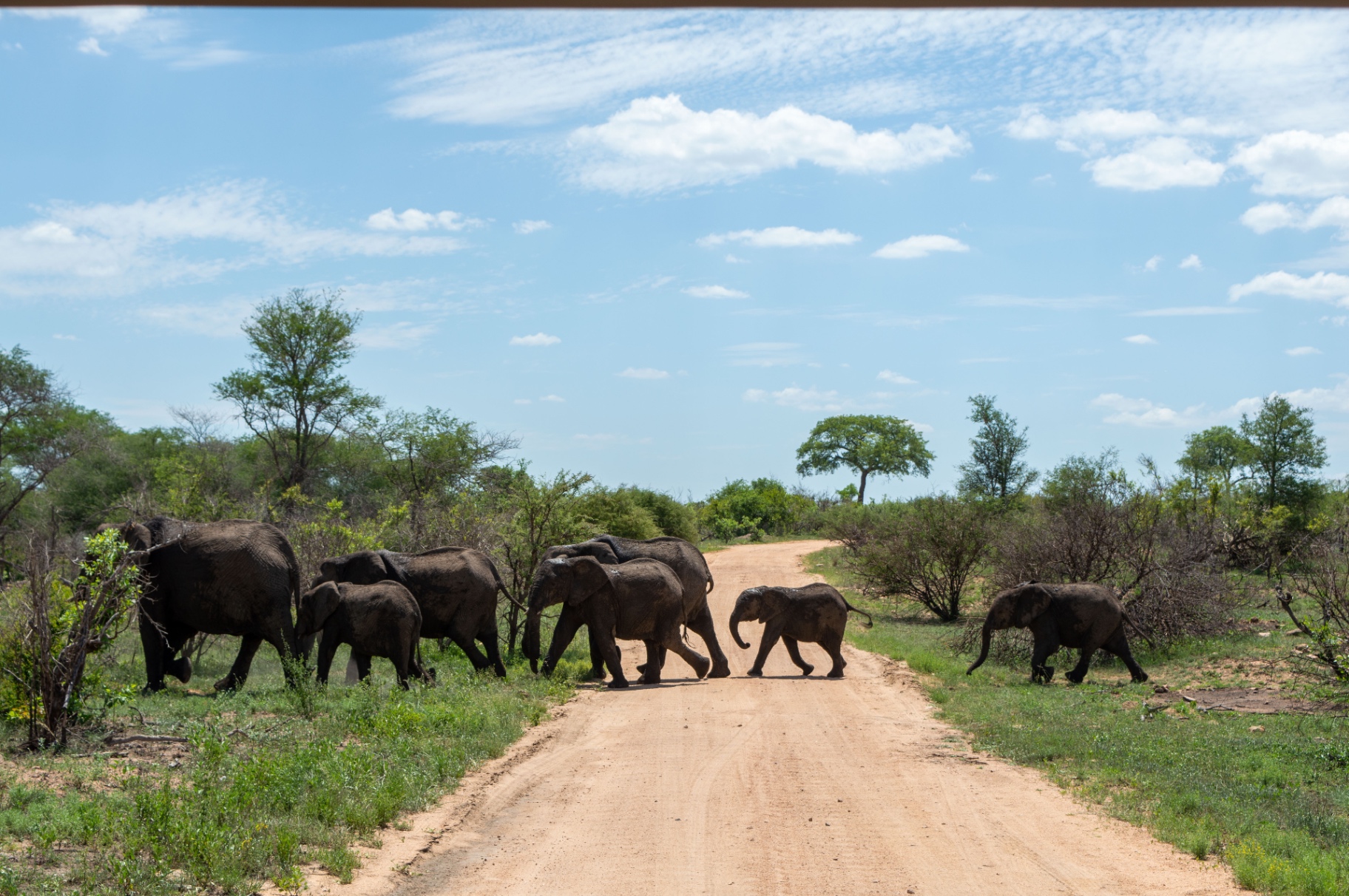 Branco di elefanti che attraversa una strada nel Kruger National Park