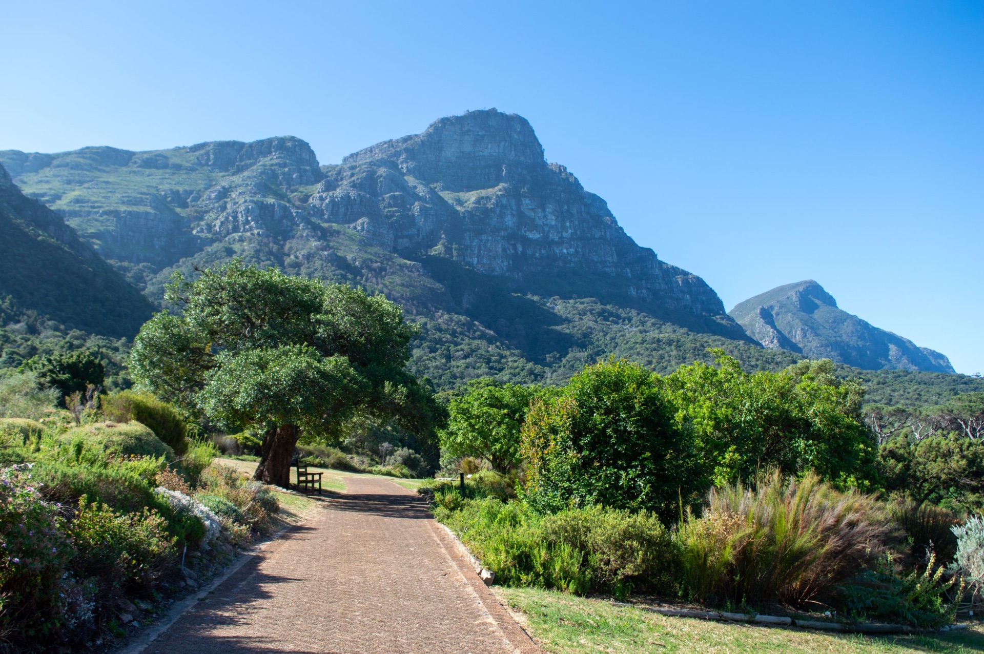 Sentiero immerso nel verde con montagne sullo sfondo lungo la Garden Route