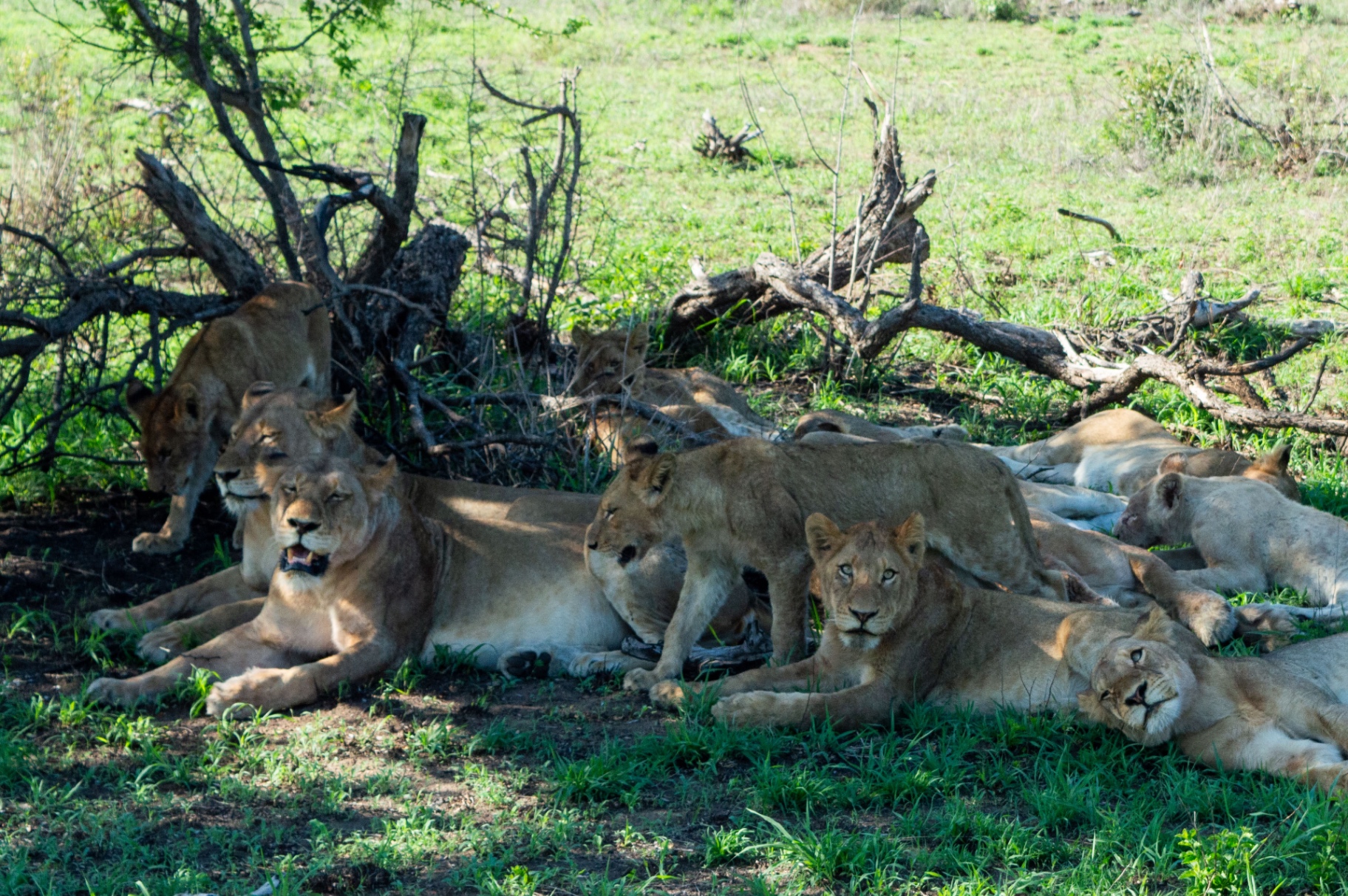 Branco di leonesse a riposo nella savana del Kruger