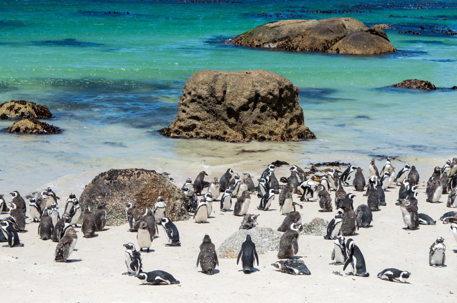 Colonia di pinguini africani a Boulders Beach